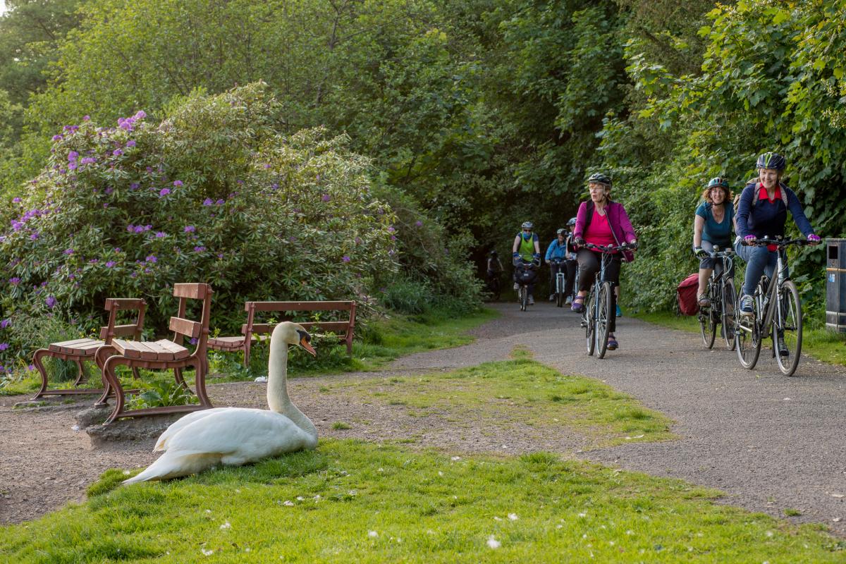 cyclists cycling along the path and a large swan sitting on the grass