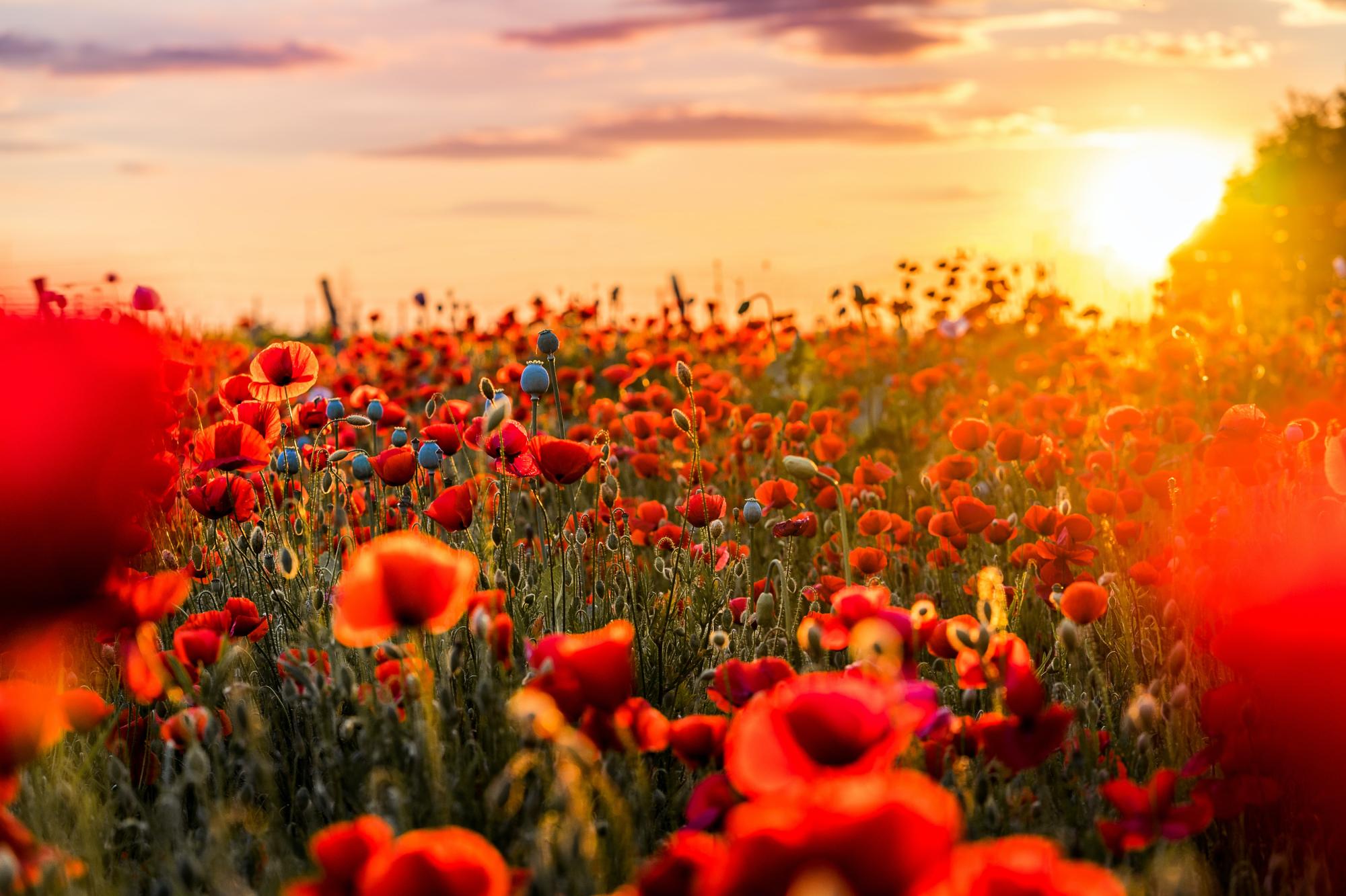 poppies in a field at sunset