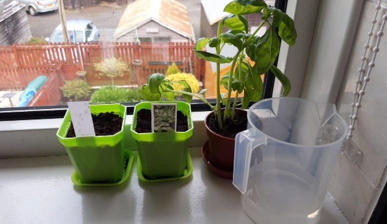 Plants sitting next to a window