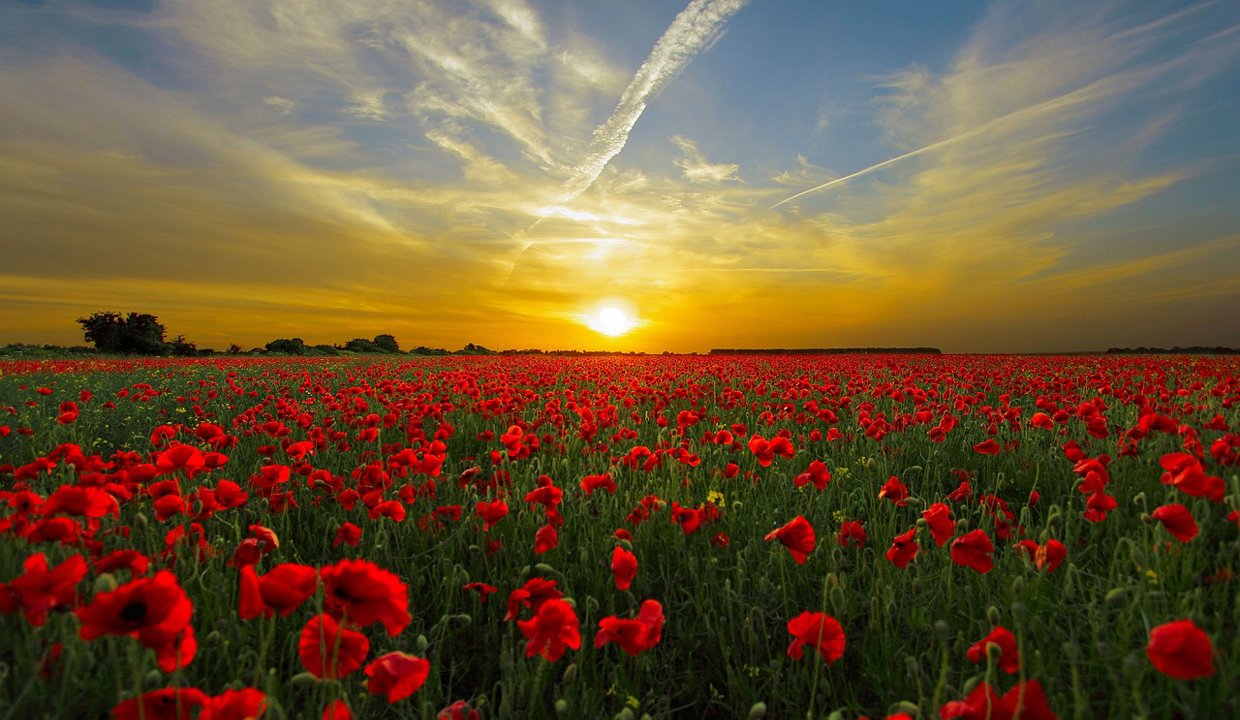 Field of poppies with the sun setting in the background