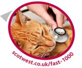 Cat on table with Stethoscope at chest