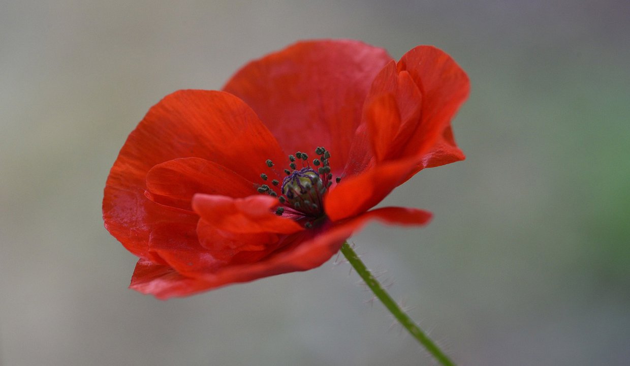 Single Poppy