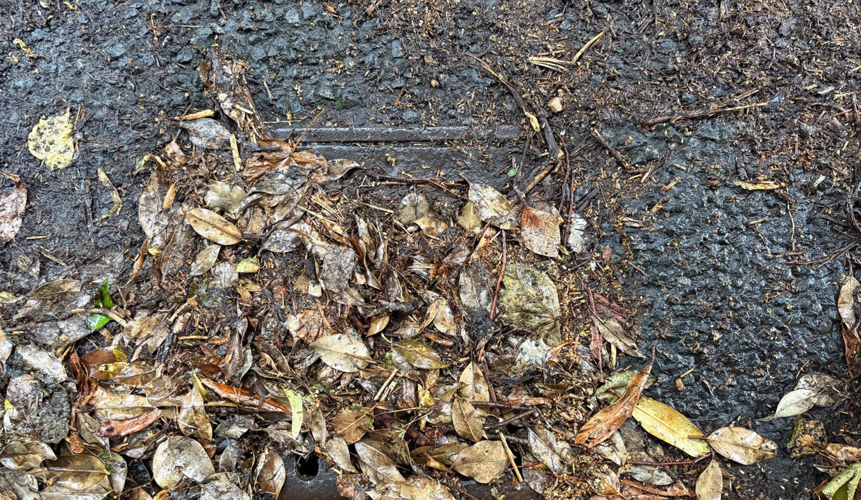 Drain filled with leaves