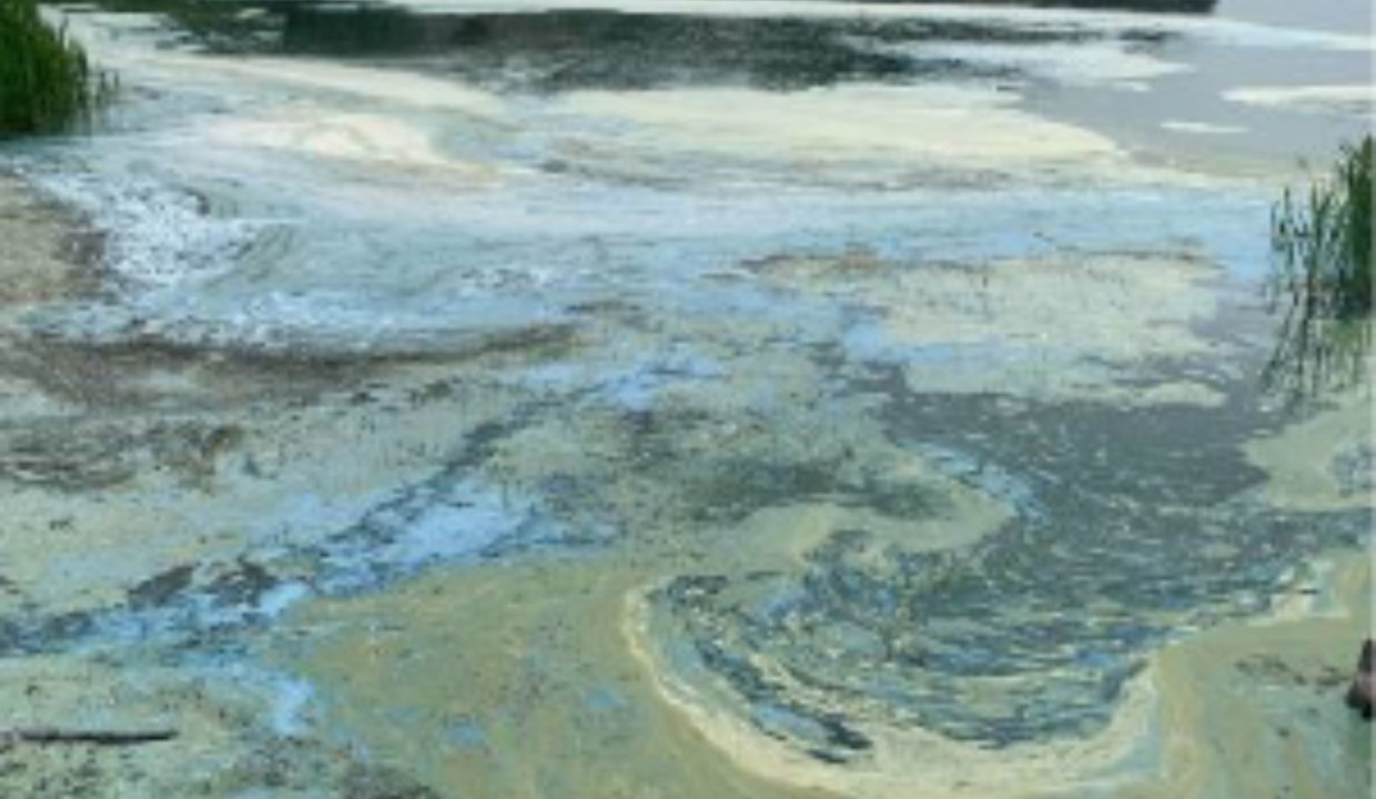 Blue green algae