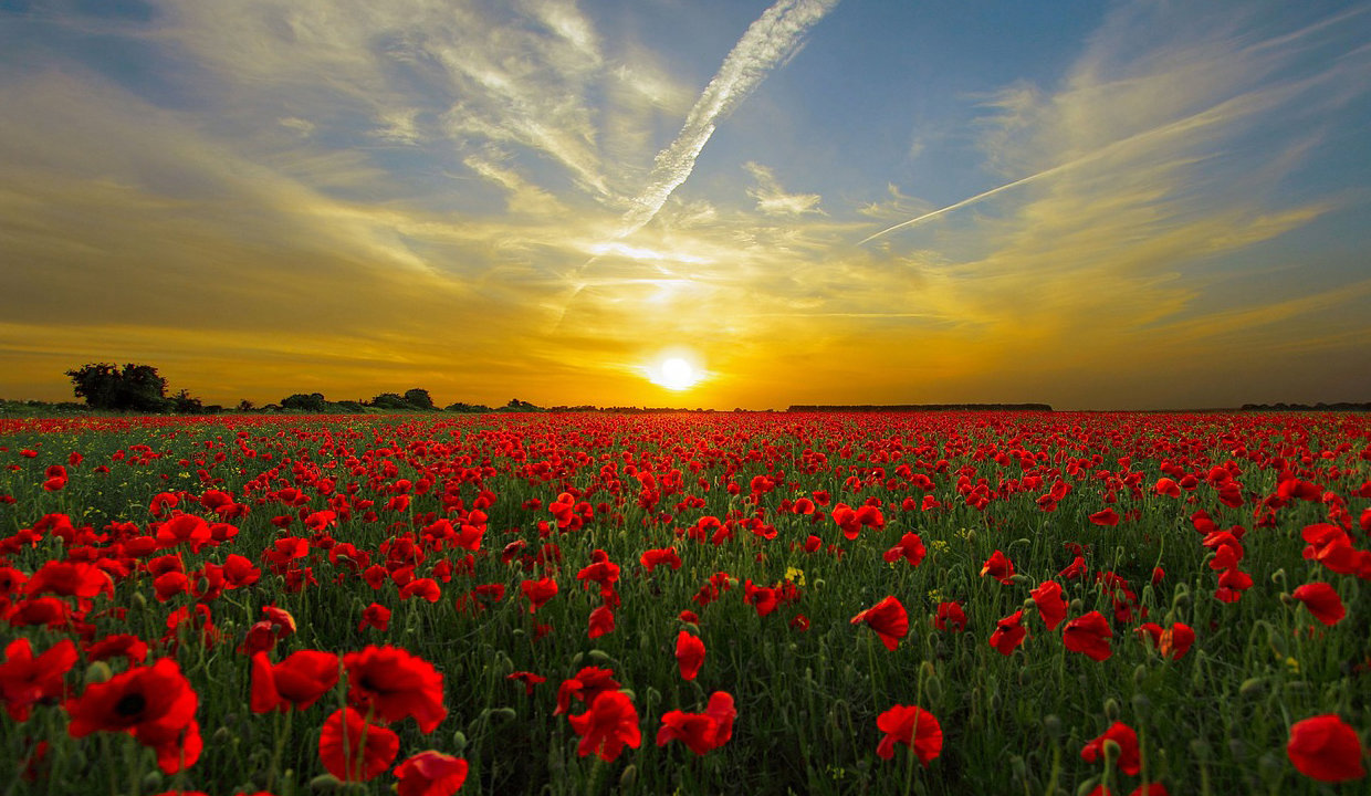 Field of poppies with the sun setting in background