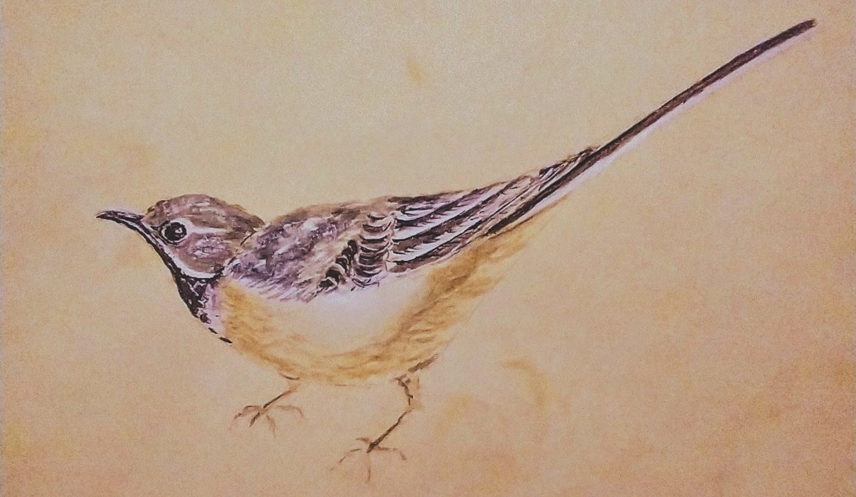 A painting of a bird by Denise Chateau-Loney