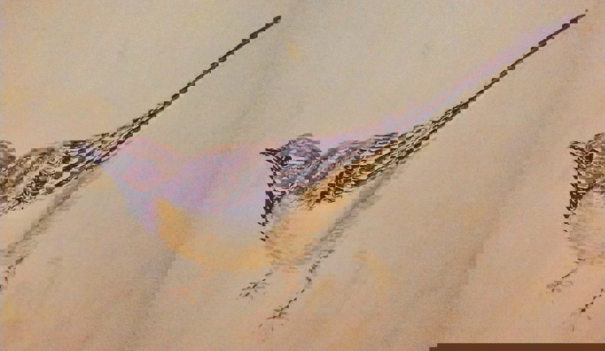 A painting of a bird by Denise Chateau-Loney