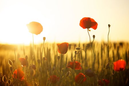 Poppies at sunset