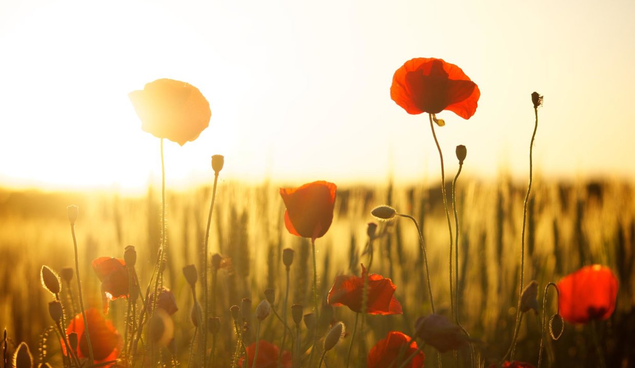 Poppies at Sunset