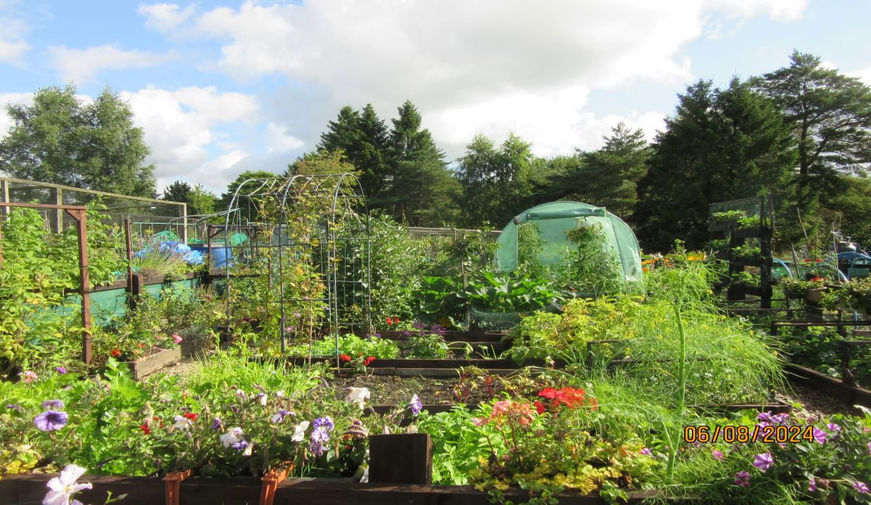 A view of the Rosebank Allotments showing flowers, vegetables, polytunnel, cages and a metal arch. 