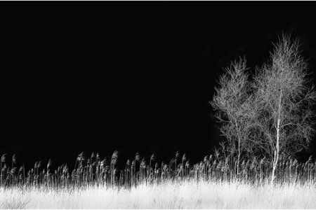 Trees & Grasses – one of the striking images that will be on display at the 'Scottish Photographic Circle Exhibition