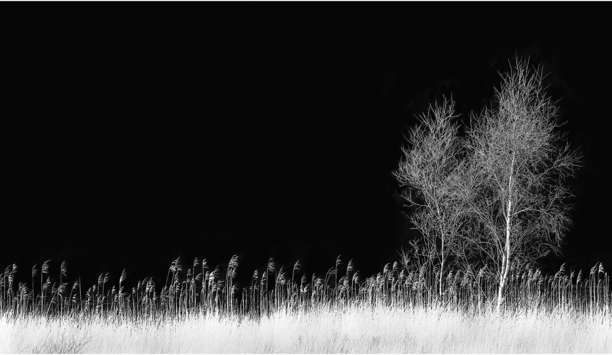 Trees & Grasses – one of the striking images that will be on display at the 'Scottish Photographic Circle Exhibition'