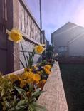 Flowers outside of property