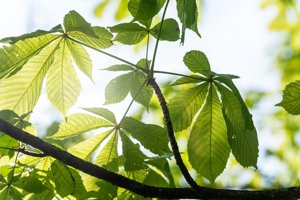 A photo of leaves against a blue sky