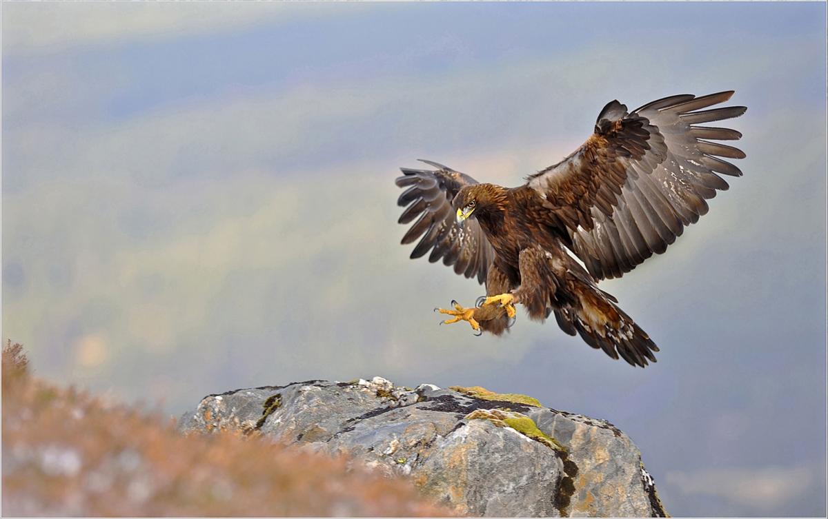 picture of Golden Eagle
