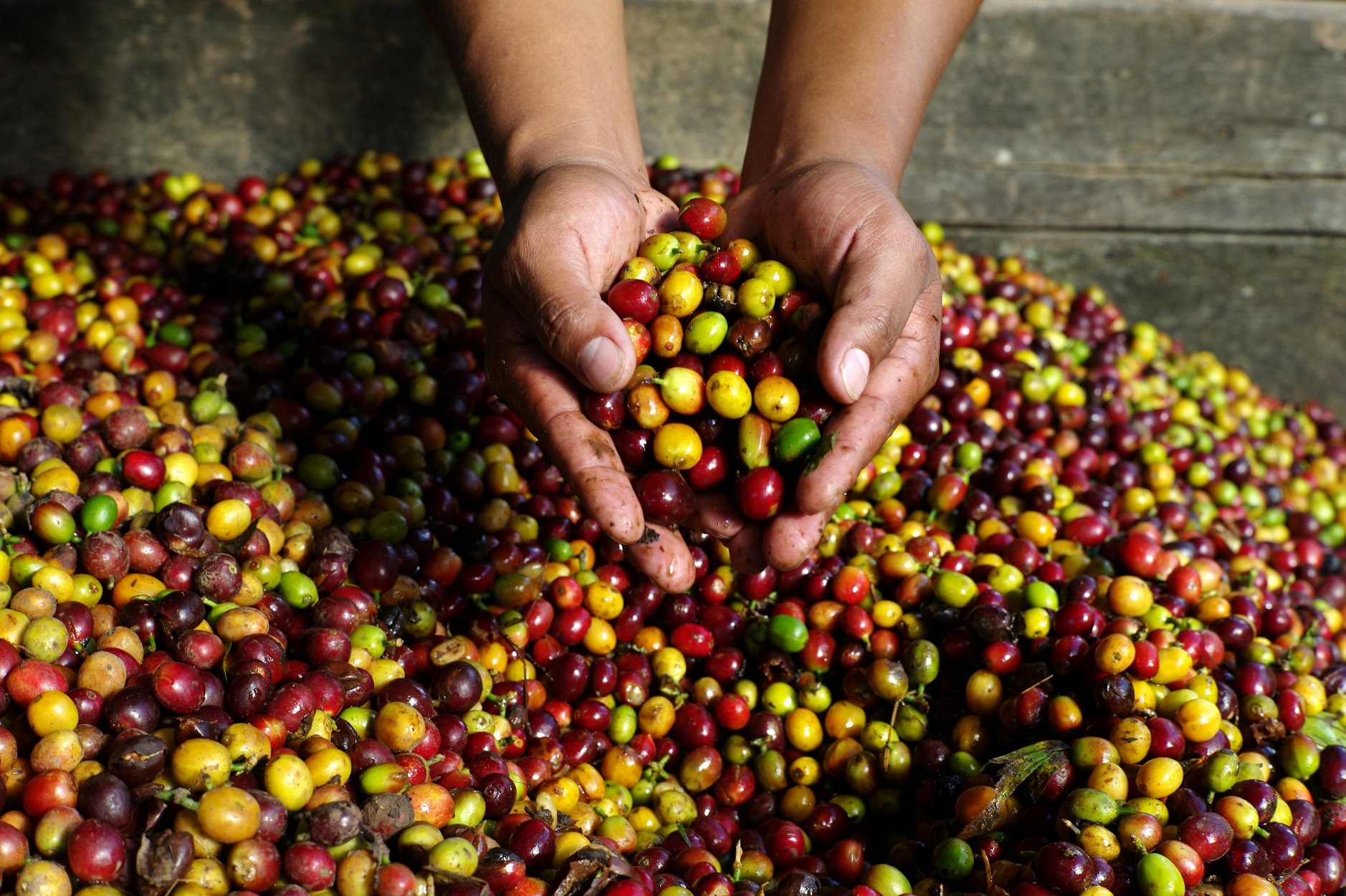 Coffee beans - Fairtrade Fortnight