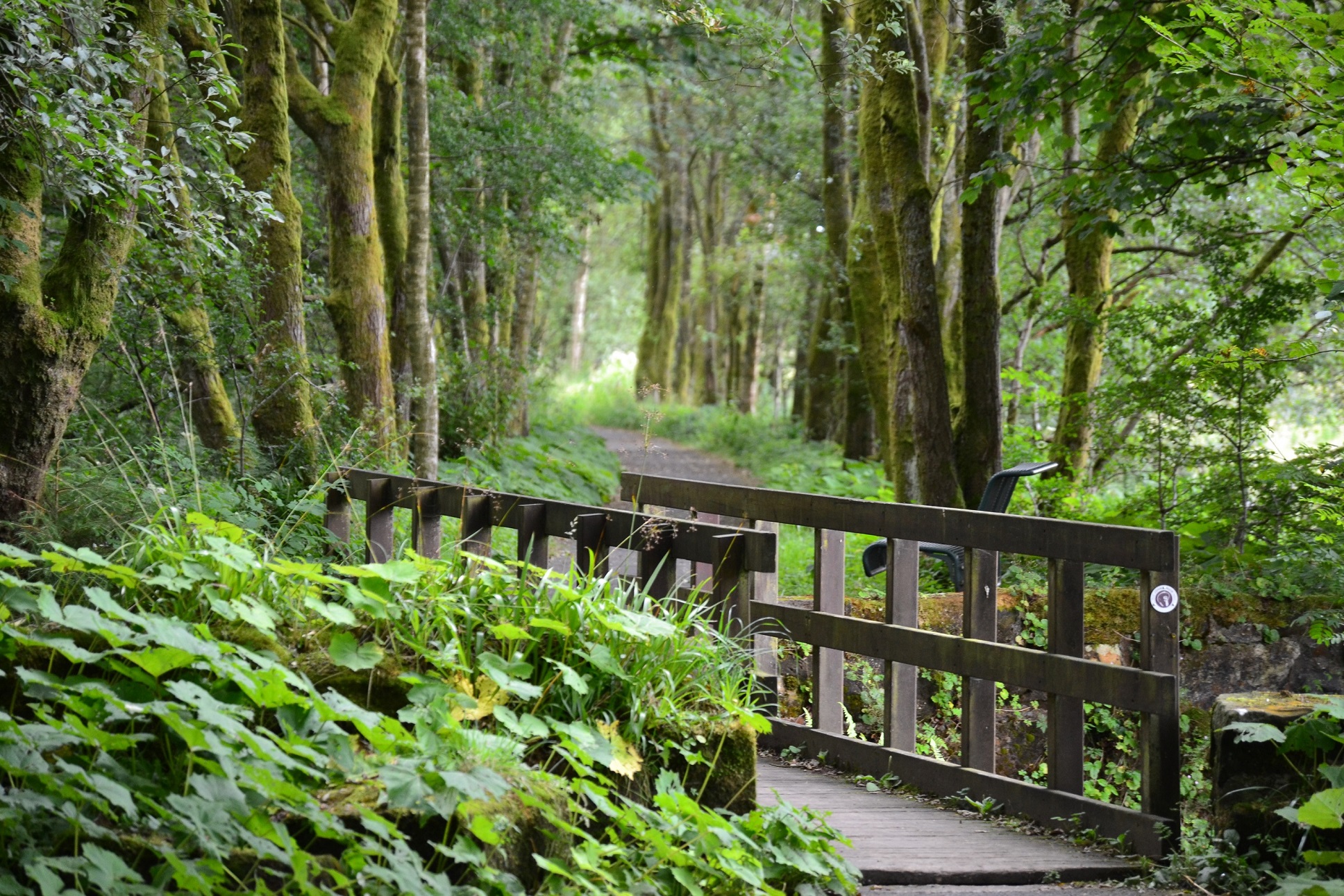 wooden bridge with surrounding woodland
