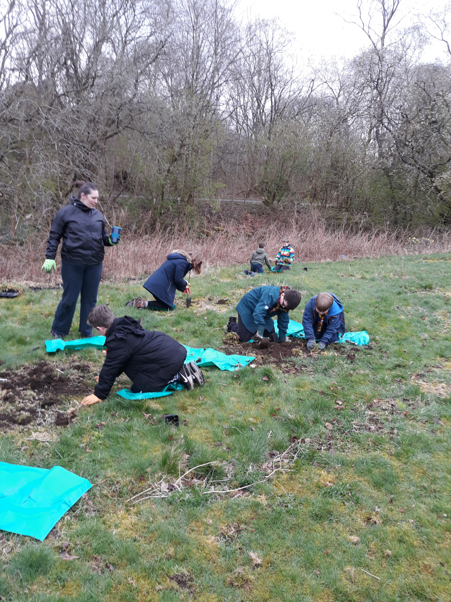 Wild flowers being planted by scouts