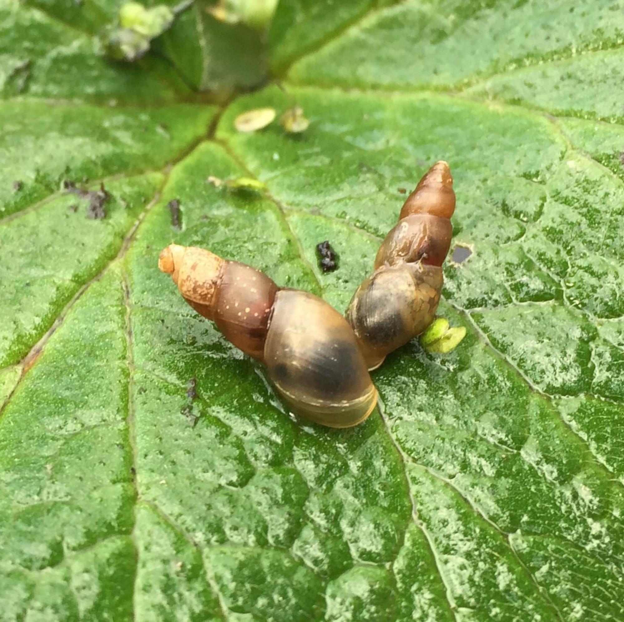 mud snails on leaf