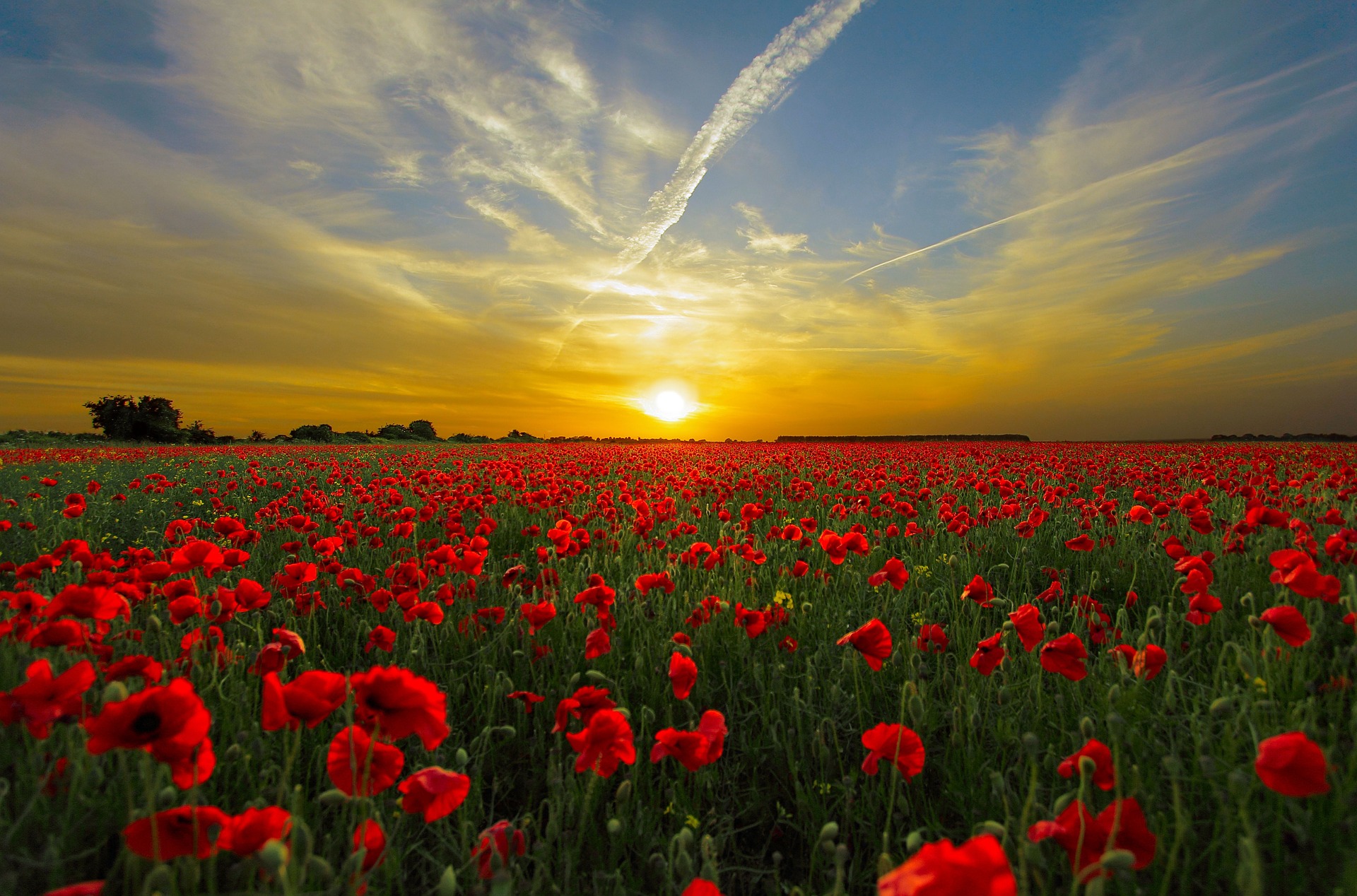 Sun setting over field of poppies