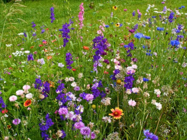 Image of flowers in meadow
