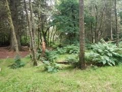woods with ferns at Mugdock