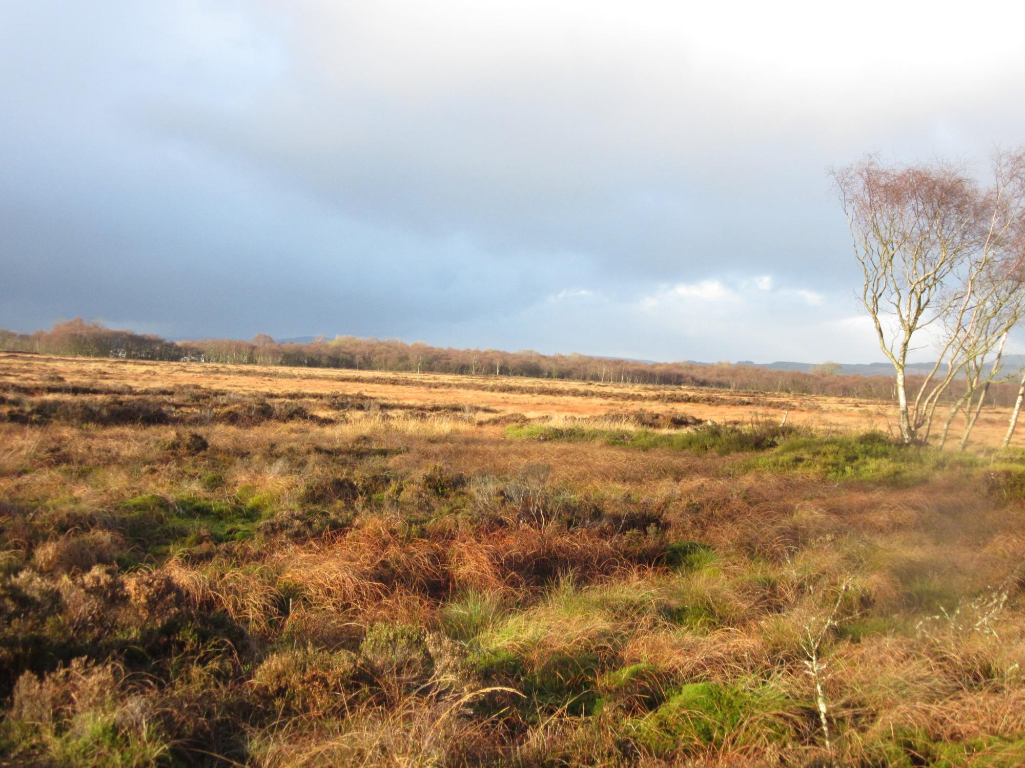 lenzie moss with a tree to the right and dark clouds in the backgrouind