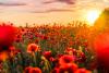 poppies in a field with sunrise